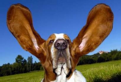 dog_with_huge_ears.jpg